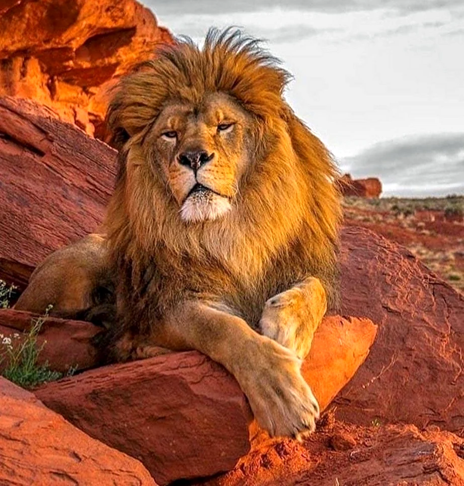 Сенегальский Лев. Красивое животное