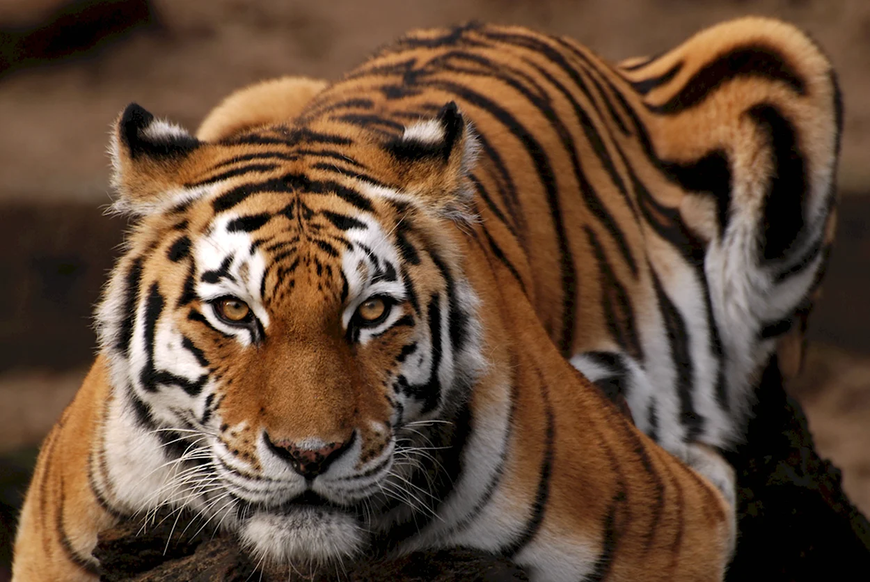 Сенегальский тигр. Красивое животное
