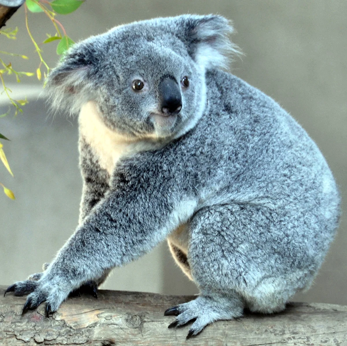 Серая коала. Красивое животное