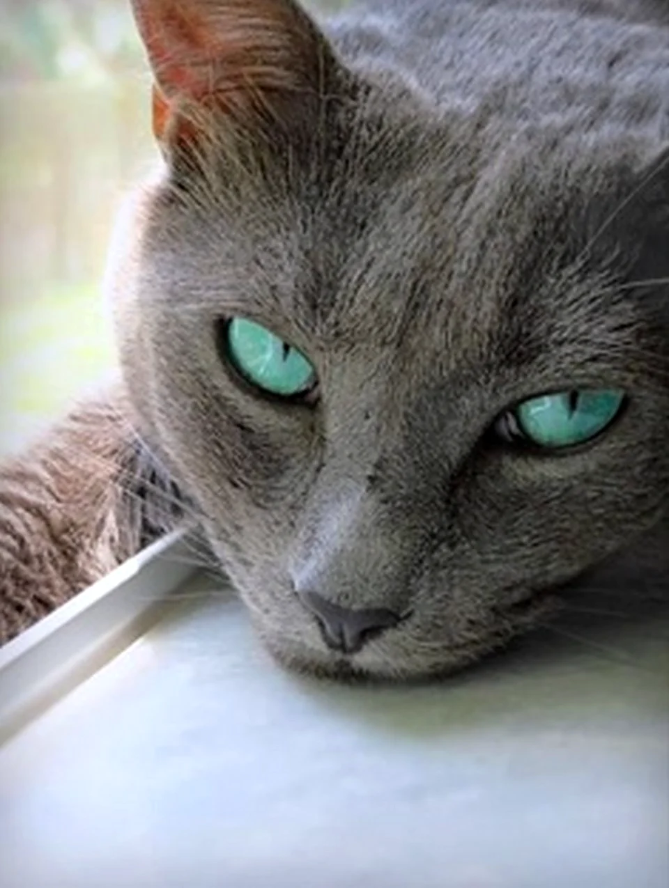 Серая кошка с изумрудными глазами. Красивое животное