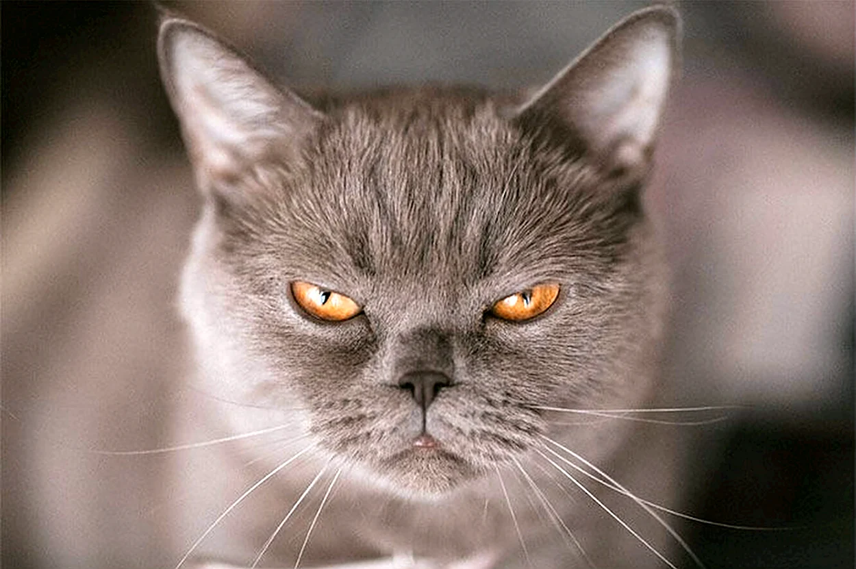 Сердитый кот британец. Красивое животное
