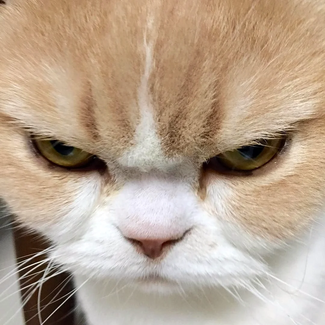 Сердитый кот Коюки. Красивое животное