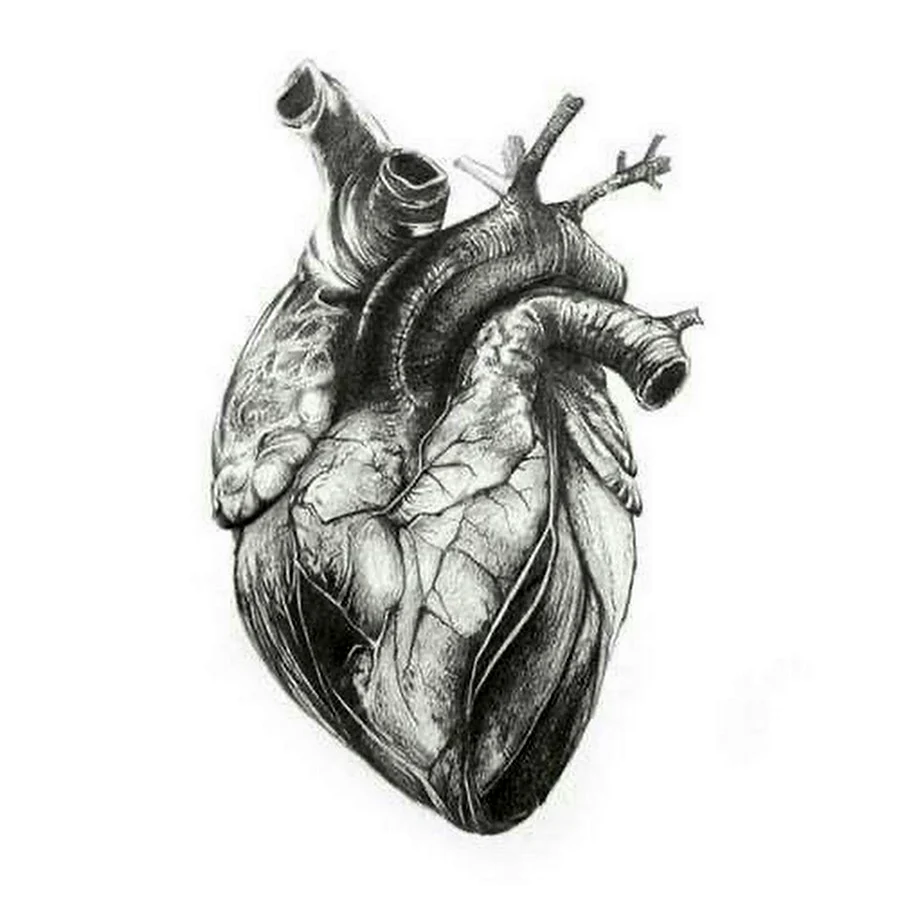 Сердце анатомия. Для срисовки