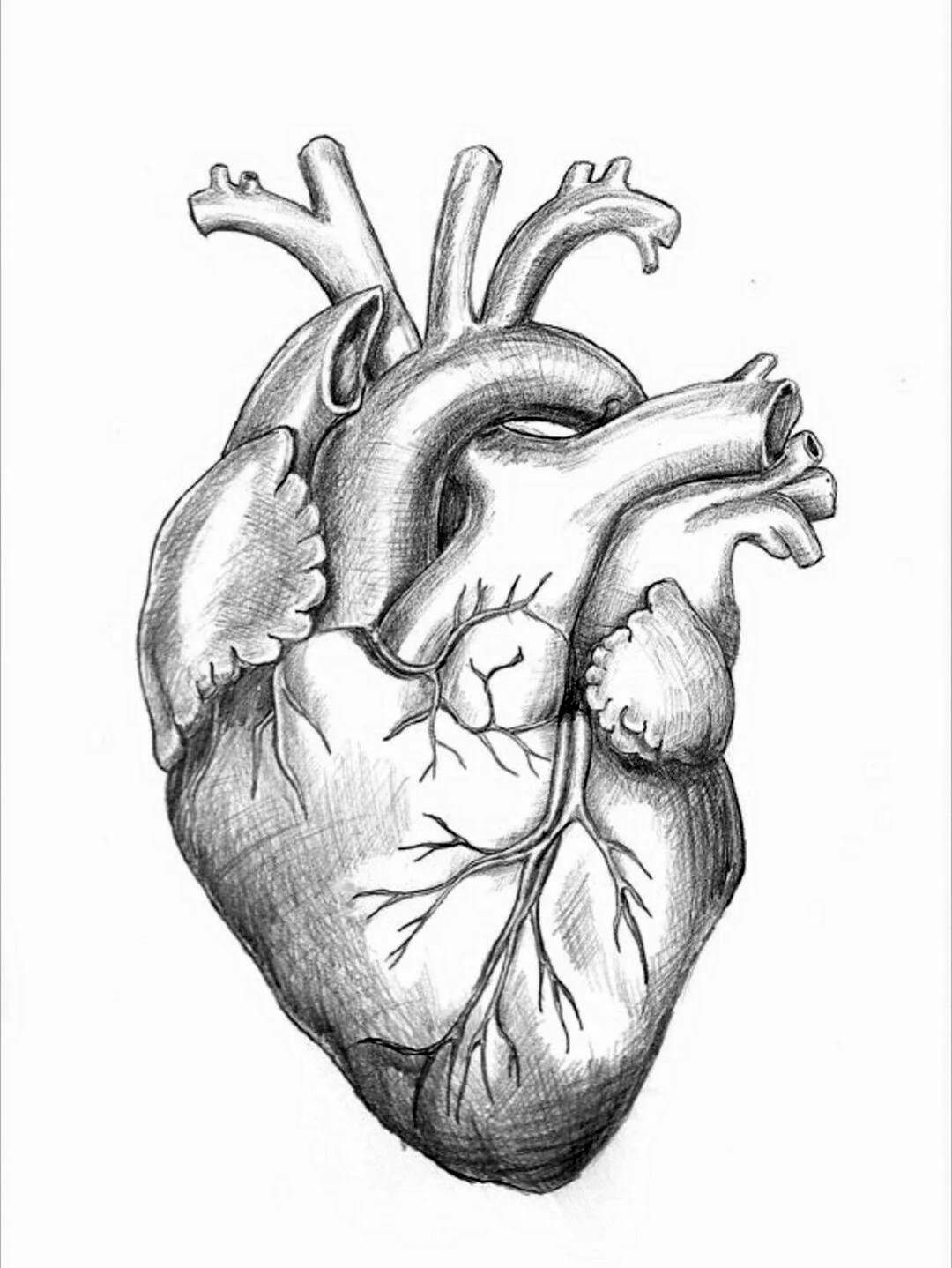 Сердце человека анатомия. Для срисовки