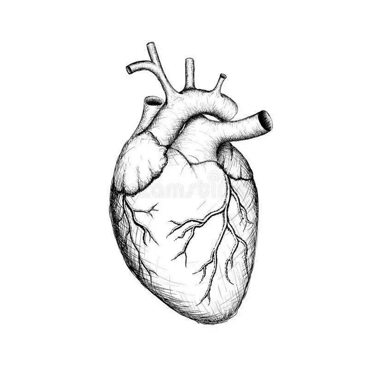 Сердце человека карандашом для срисовки. Для срисовки