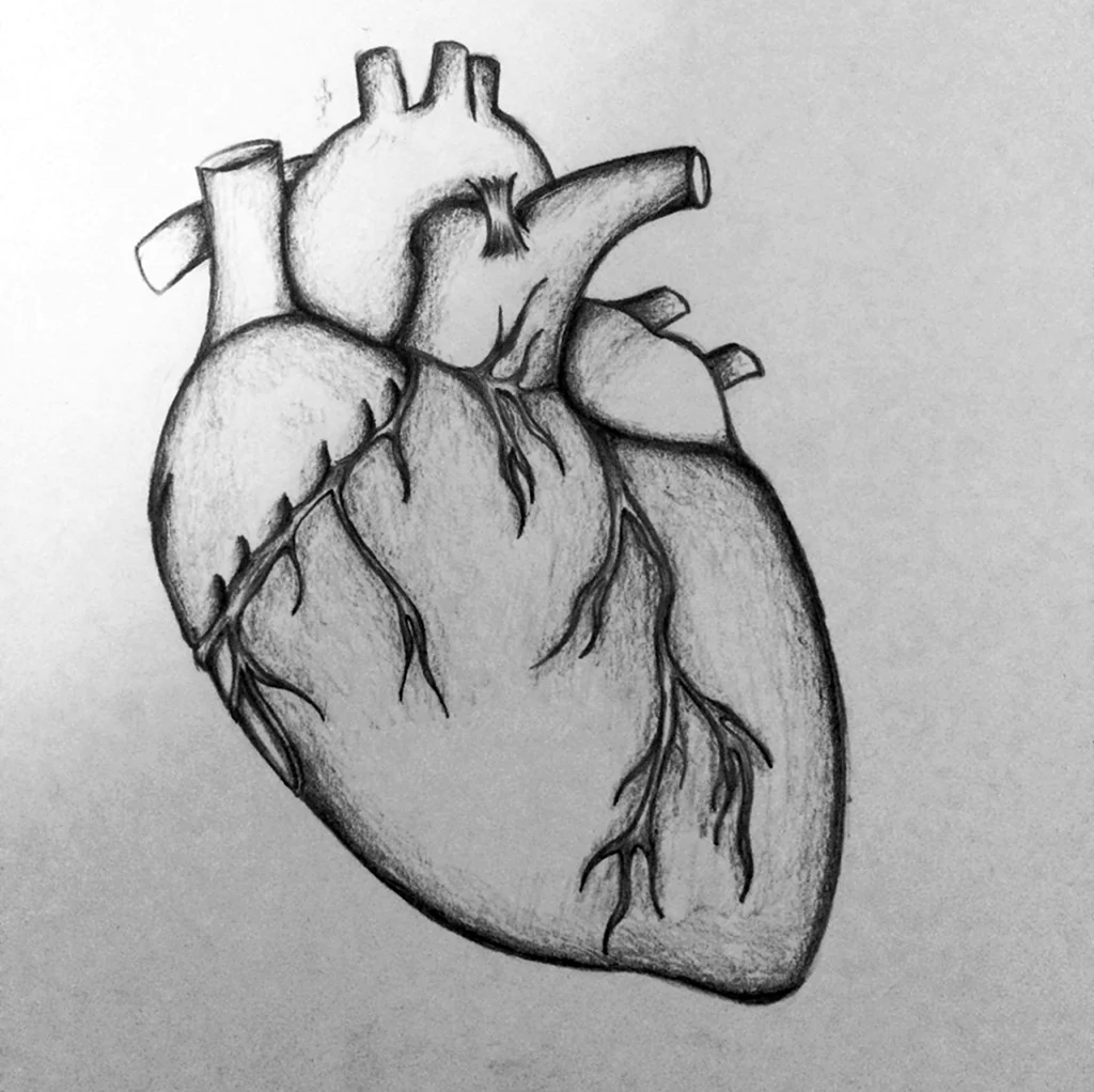 Сердце карандашом. Для срисовки