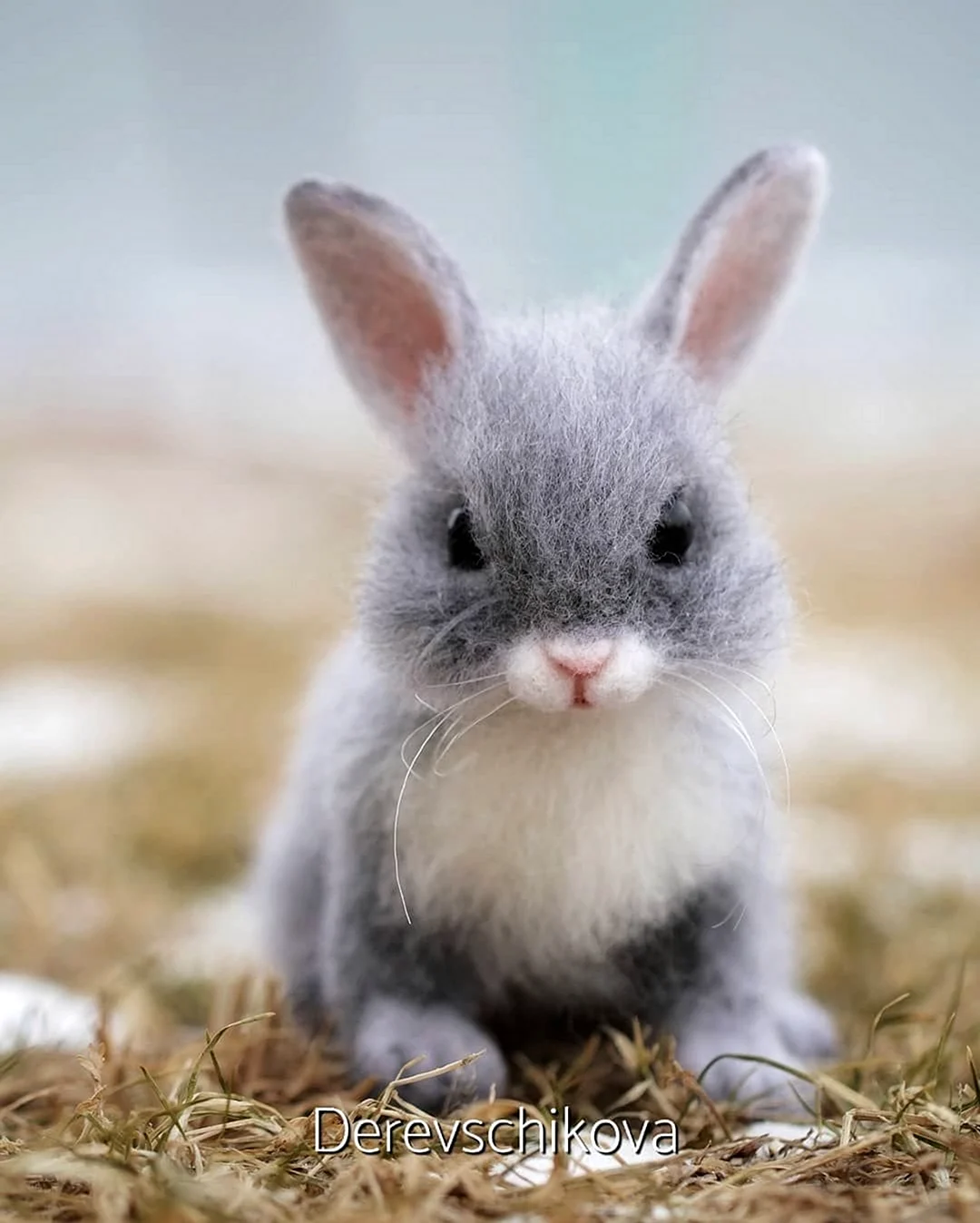 Серый кролик. Красивые картинки животных