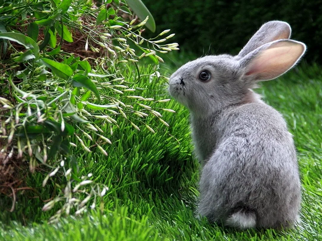 Серый кролик Беляк. Красивые картинки животных