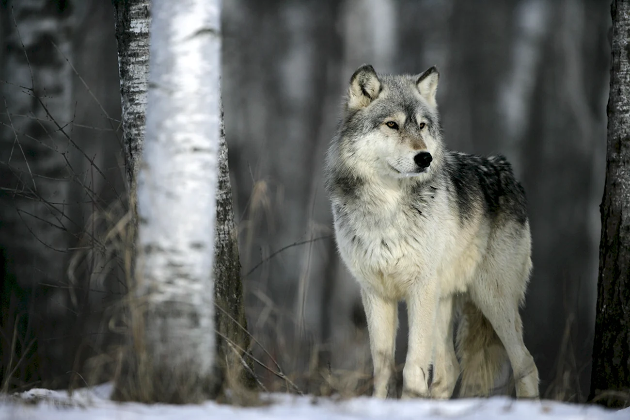 Серый волк canis Lupus. Картинка