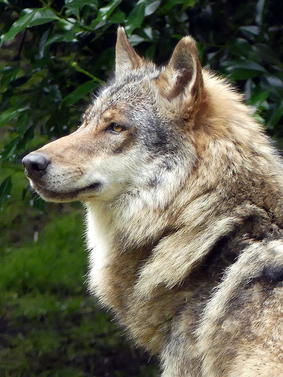 Серый волк canis Lupus. Красивое животное