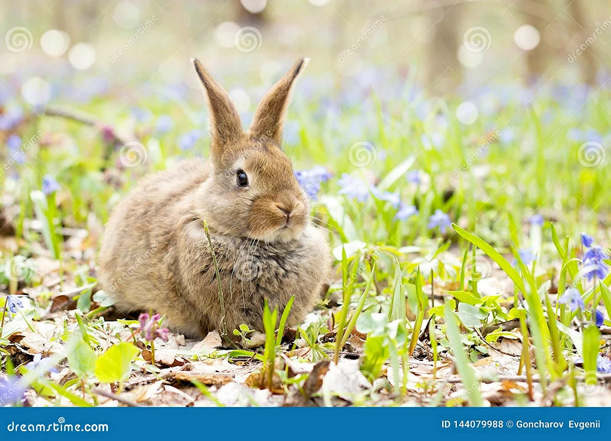 Серый заяц весной. Красивое животное