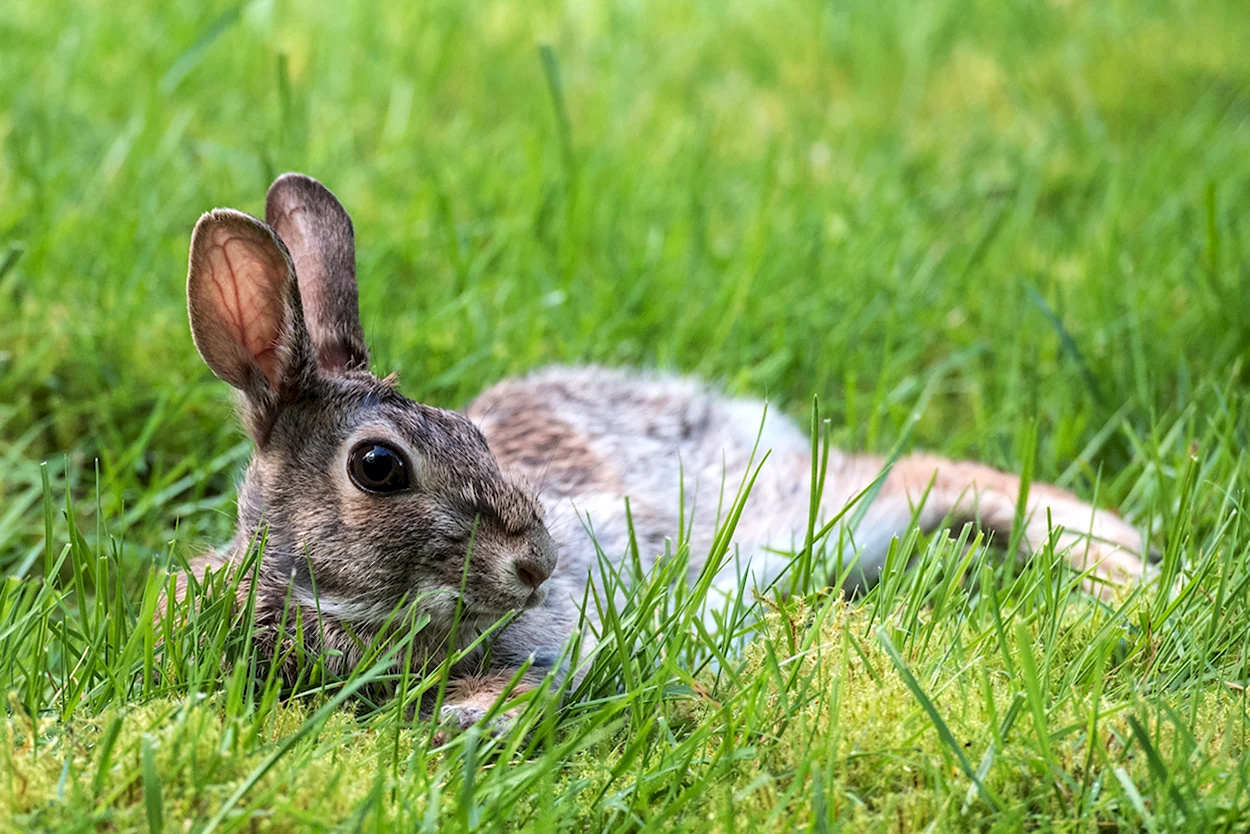 Серый заяц-Русак. Красивое животное