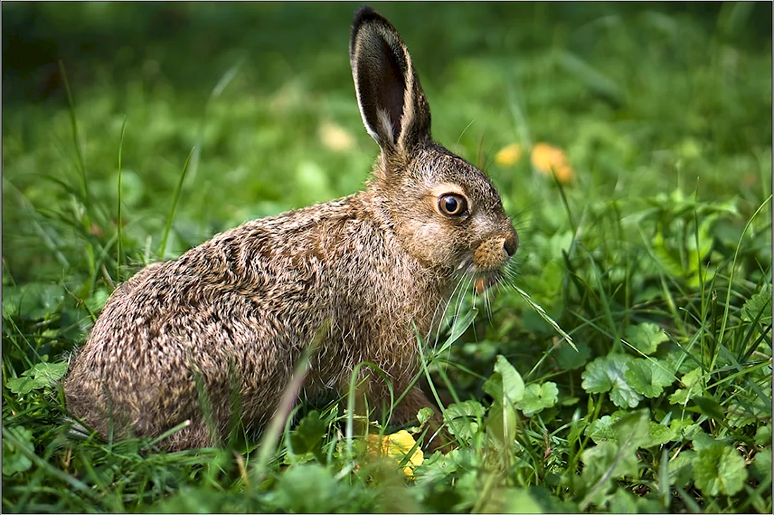 Серый заяц-Русак. Красивые картинки животных