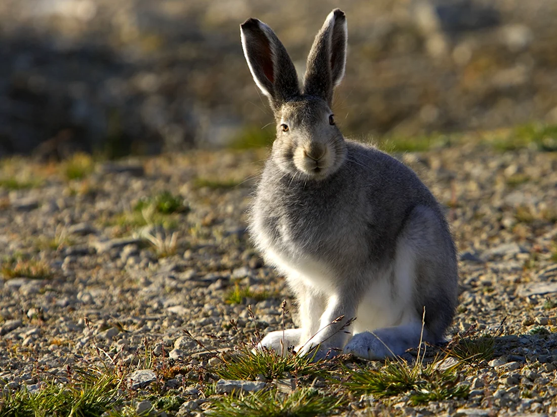 Серый заяц-Русак. Красивые картинки животных