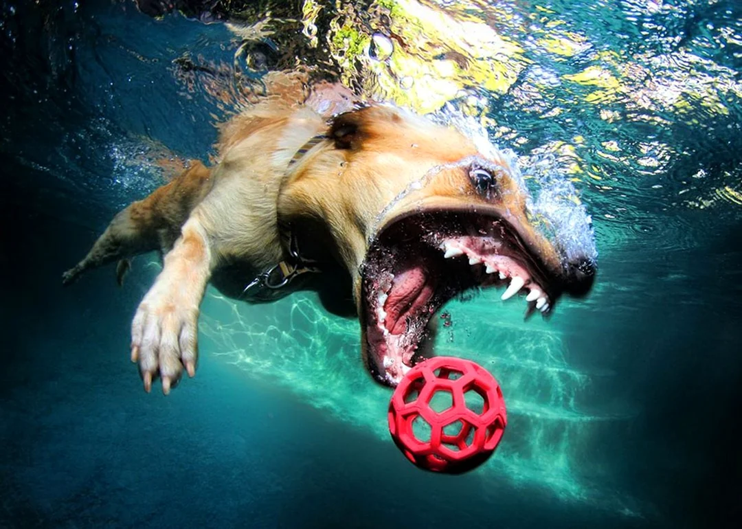 Сет Кастил собаки под водой. Красивое животное