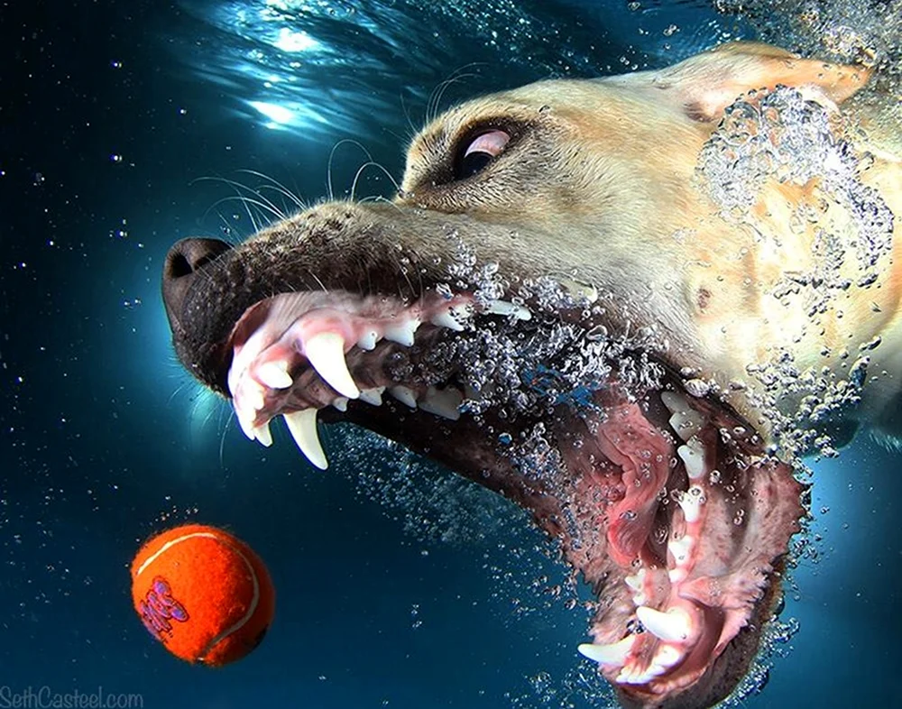 Сет Кастил собаки под водой. Красивое животное