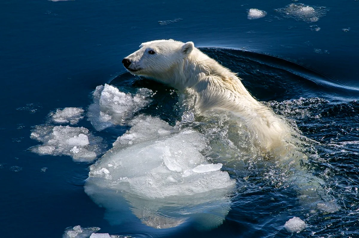 Северный Ледовитый океан белый медведь. Картинка