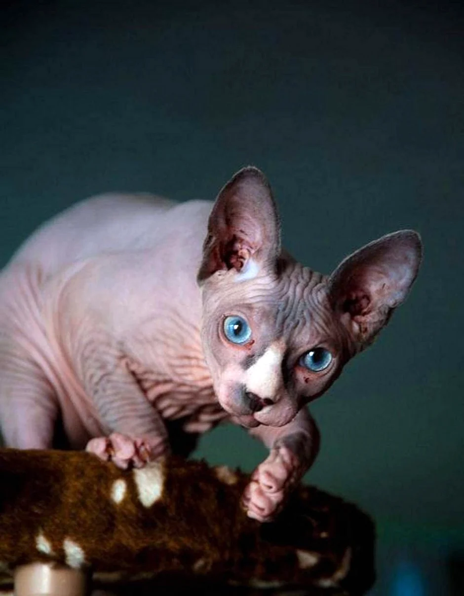 Сфинкс порода кошек. Красивое животное