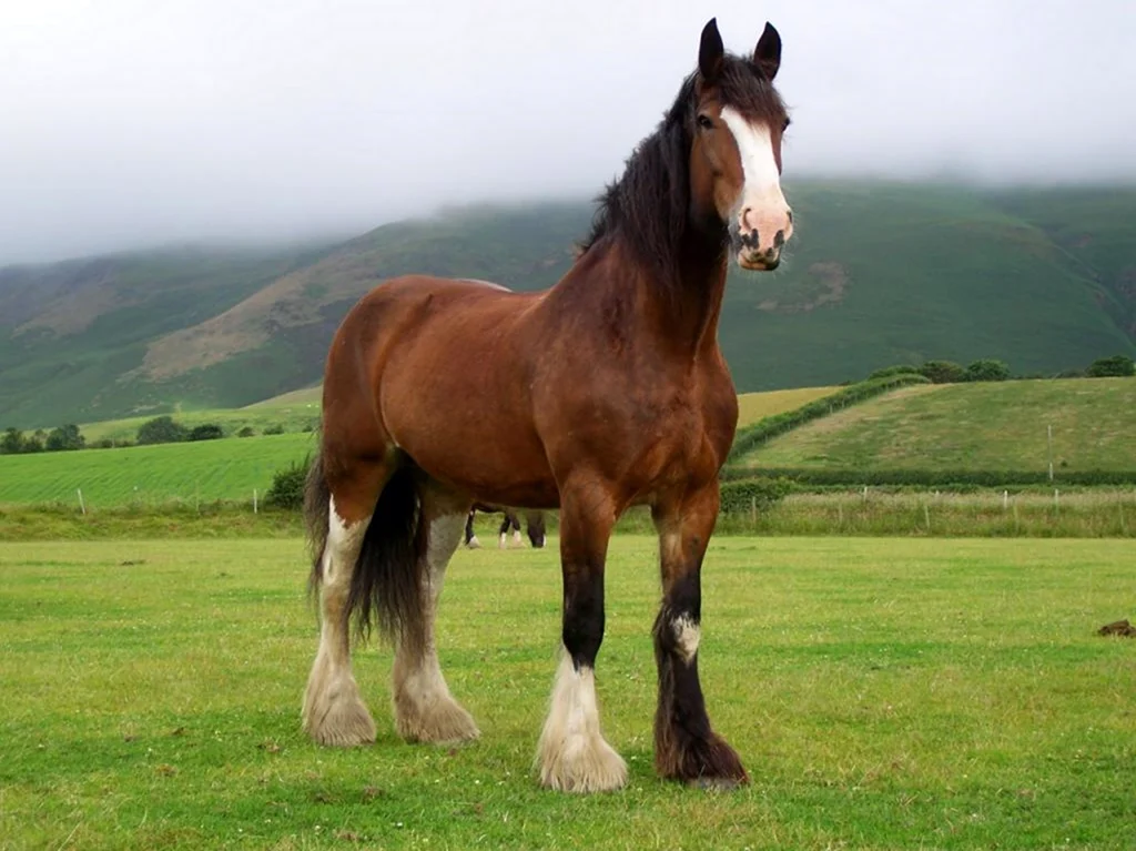 Шайр лошадь. Красивое животное