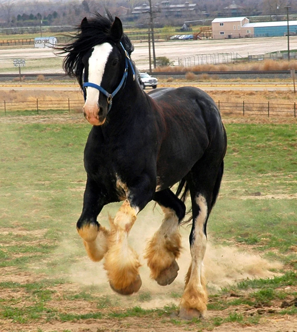 Шайр лошадь Самсон. Красивое животное