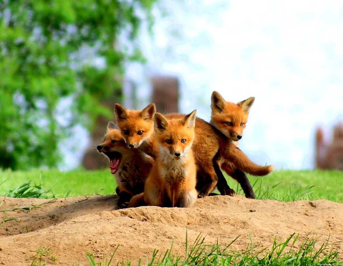 Щенок лисы. Красивые картинки животных