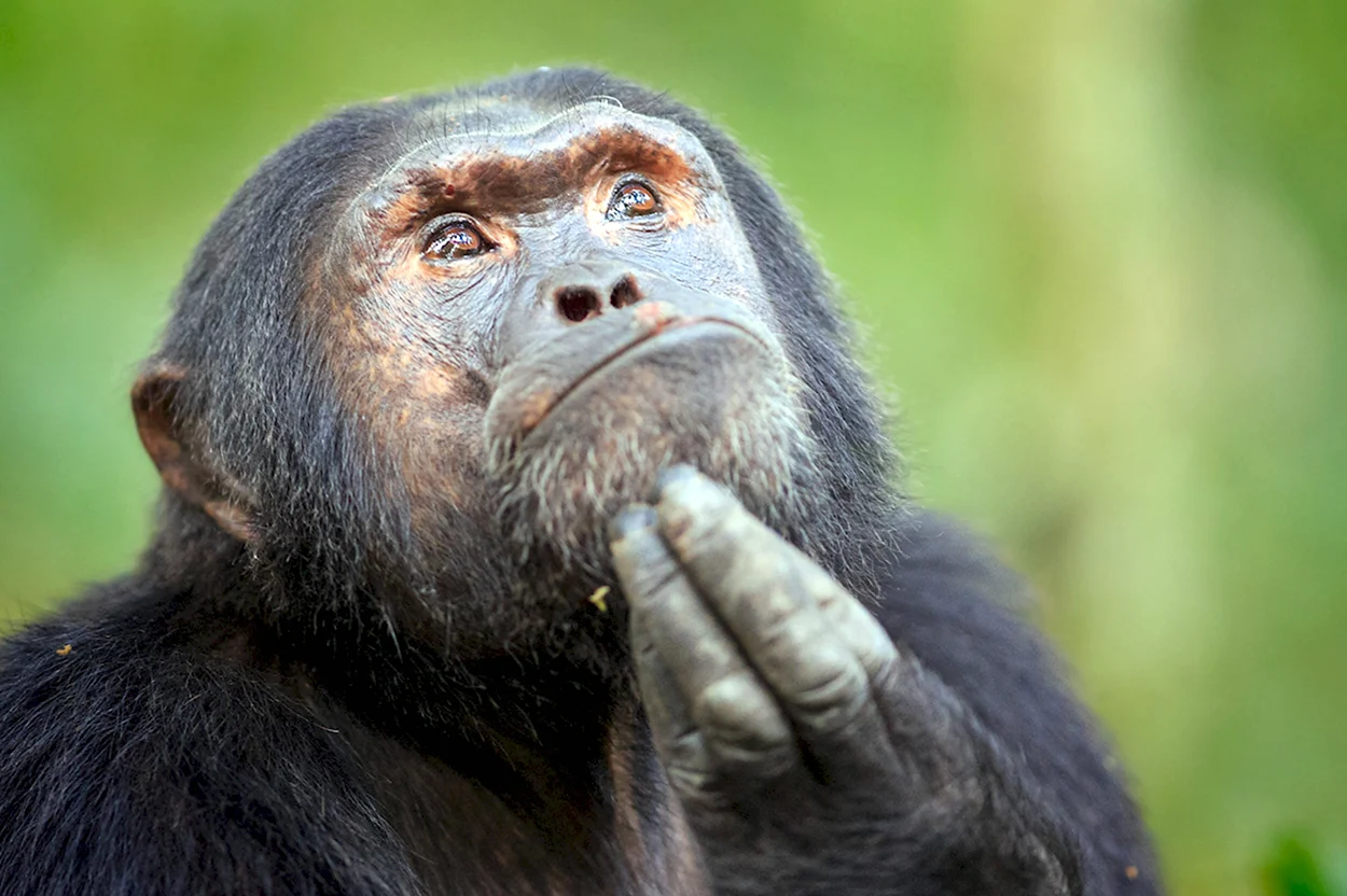 Шимпанзе. Красивое животное