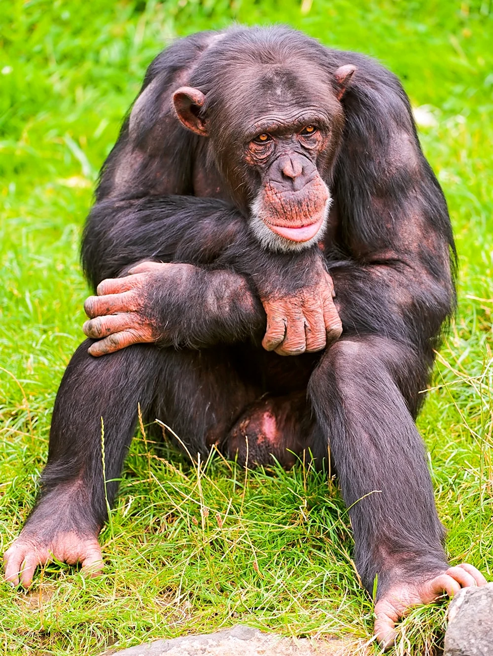 Шимпанзе Нгого. Красивое животное
