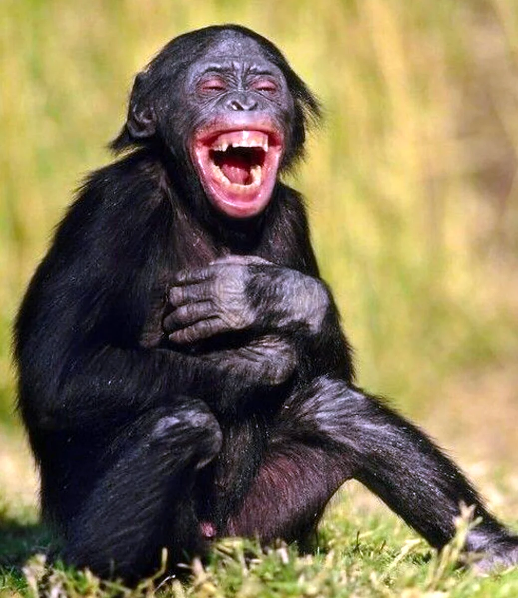 Шимпанзе смеется. Прикольная картинка