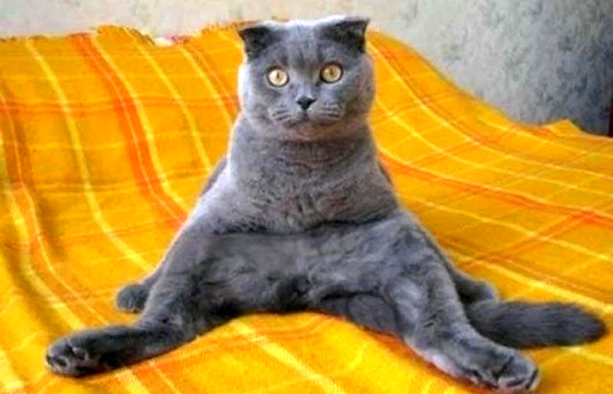 Шотландская кошка сидит. Красивое животное