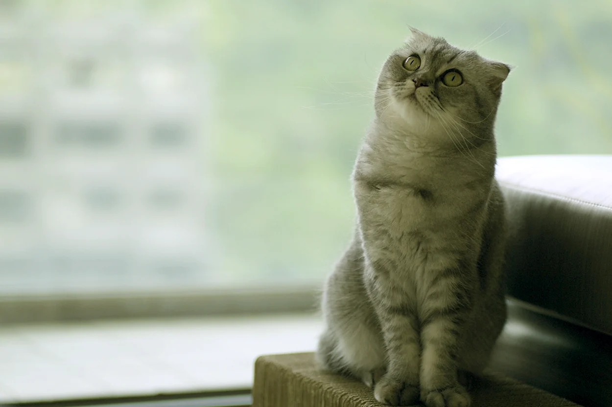 Шотландская кошка скоттиш фолд. Красивое животное