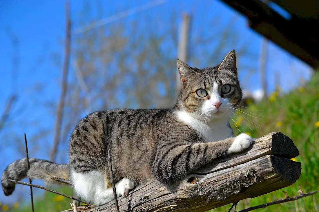 Шотландская Лесная кошка метис. Красивые картинки животных