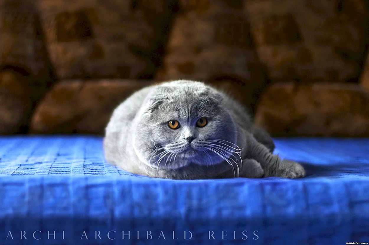 Шотландская вислоухая кошка голубая. Красивое животное