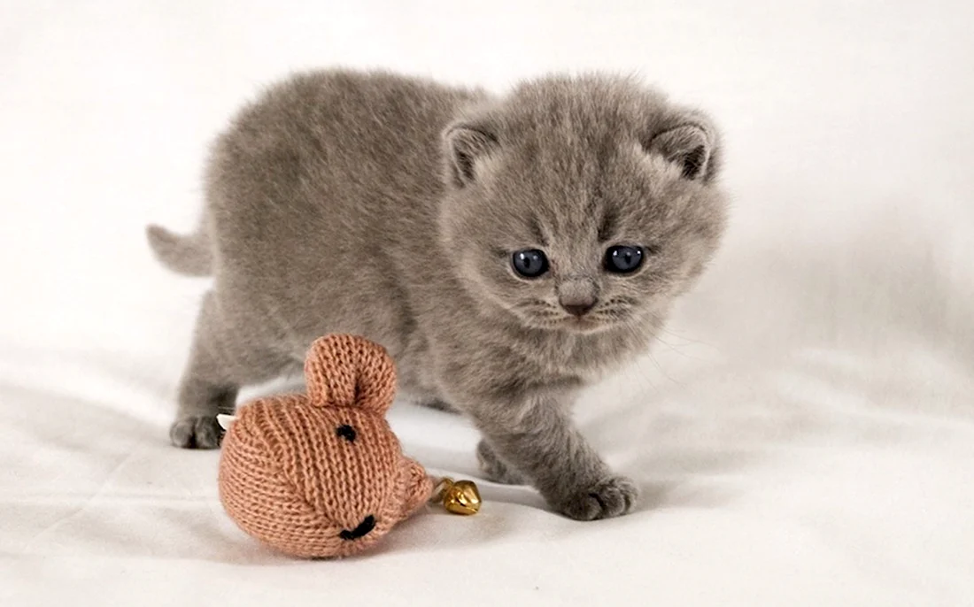 Шотландская вислоухая кошка голубая Тедди. Красивые картинки животных