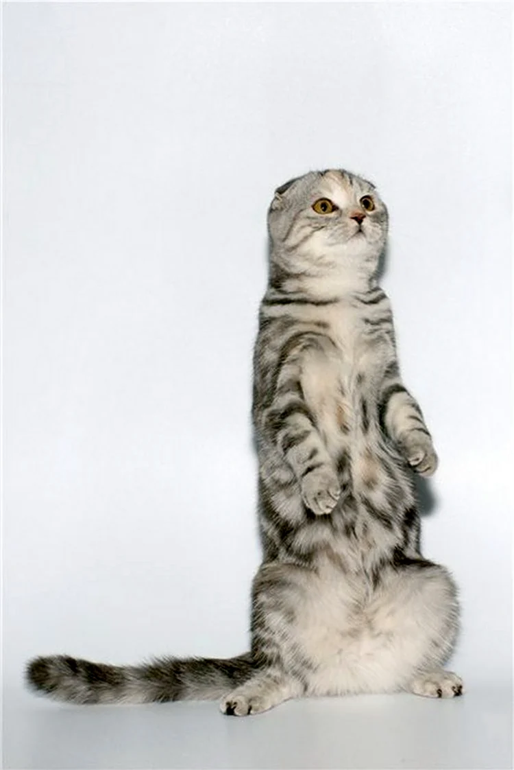 Шотландская вислоухая кошка позы. Красивое животное