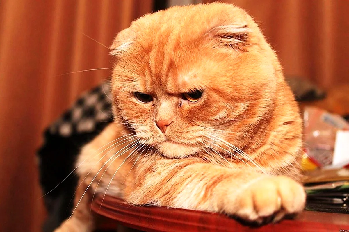 Шотландская вислоухая кошка рыжая. Красивое животное
