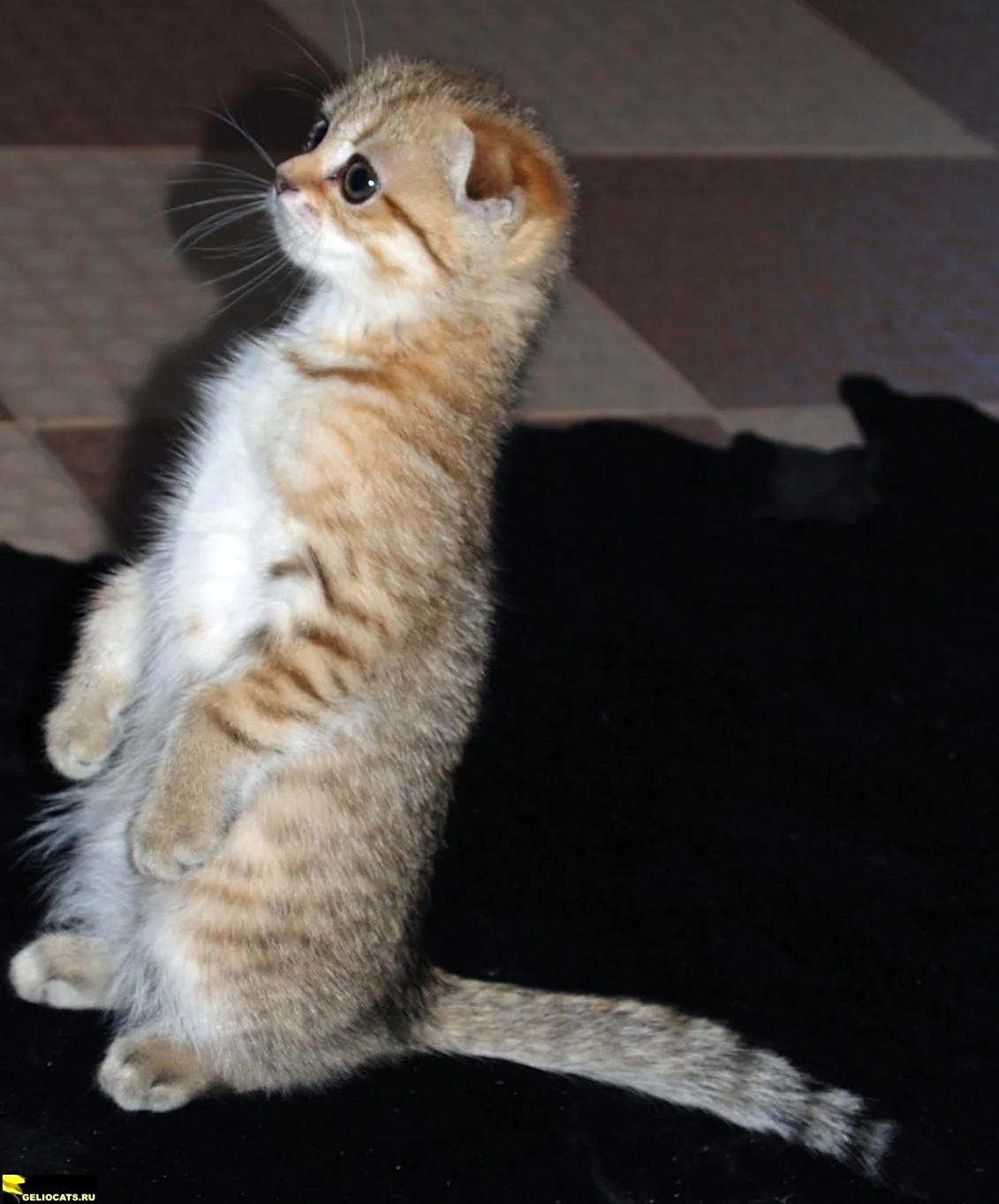Шотландская вислоухая кошка суслик. Красивое животное