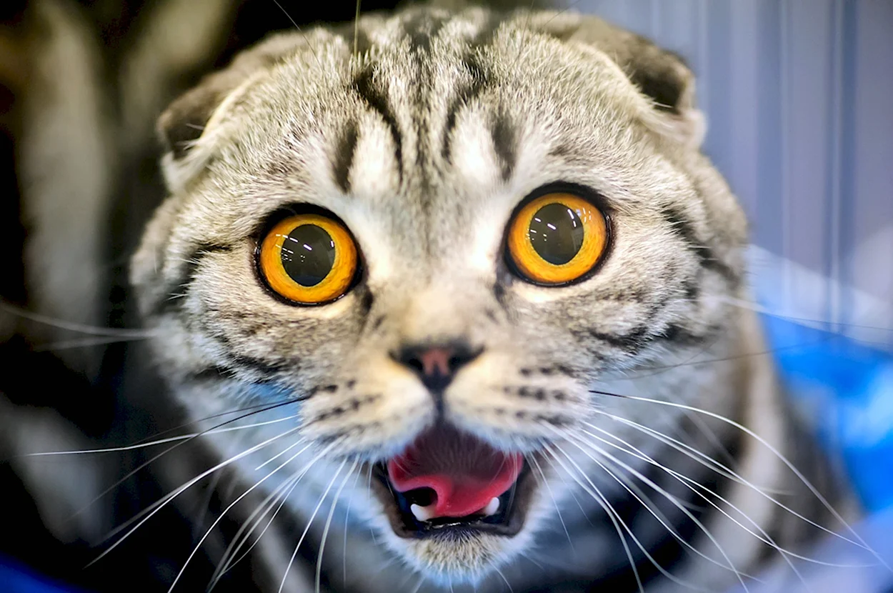 Шотландская вислоухая кошка удивлена. Красивое животное