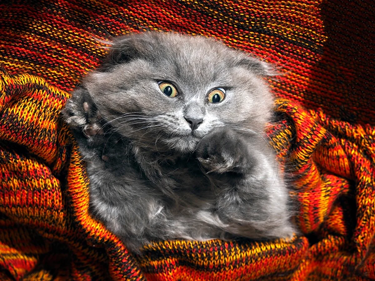 Шотландская вислоухая кошка злая. Красивое животное