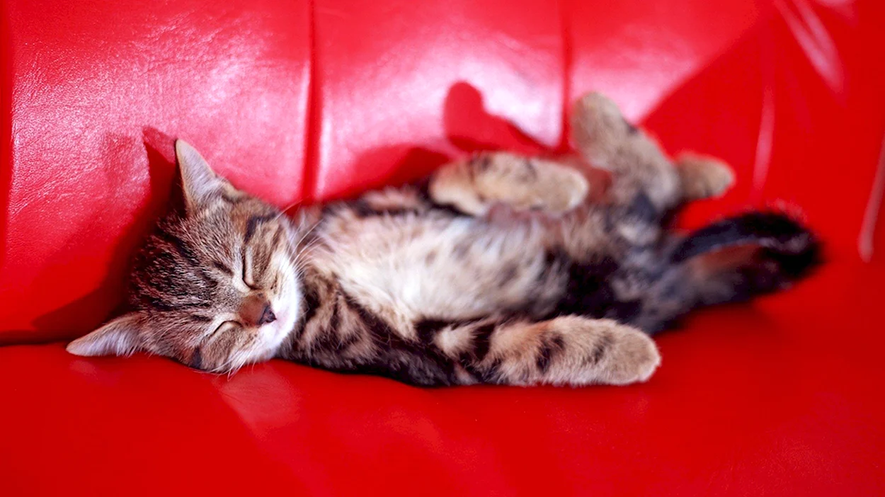 Шотландские котята на диване. Красивое животное