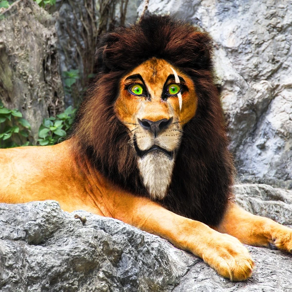 Шрам Король Лев в реальной жизни. Красивое животное