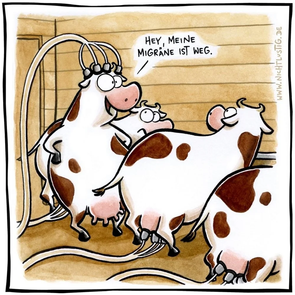 Шутки про коров. Картинка