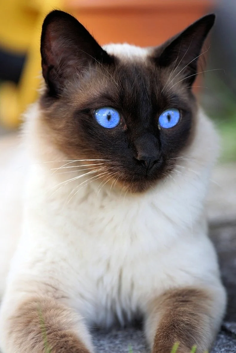 Сиамская кошка. Красивое животное