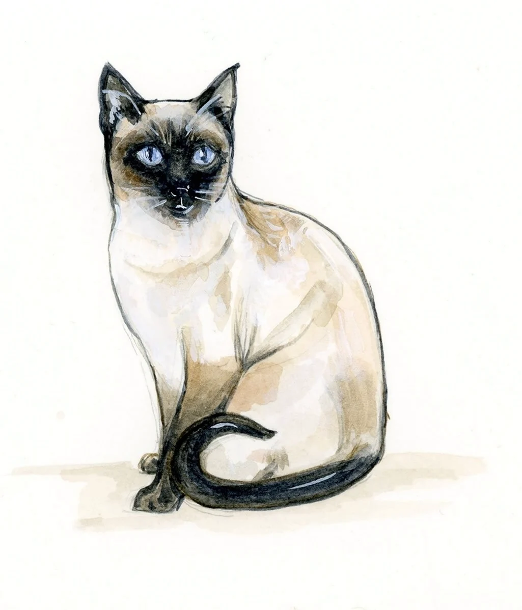 Сиамская кошка карандашом. Красивые картинки животных