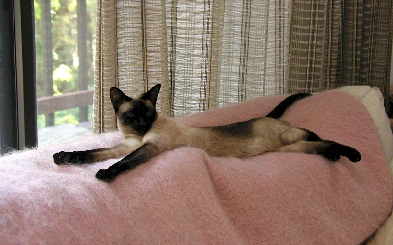 Сиамская кошка лежит на диване. Красивое животное
