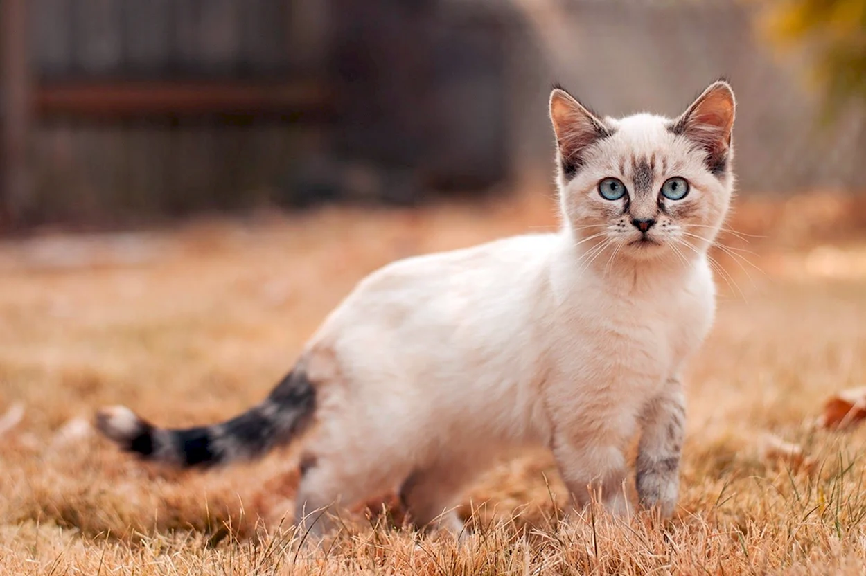 Сиамская кошка Манчкин. Красивое животное