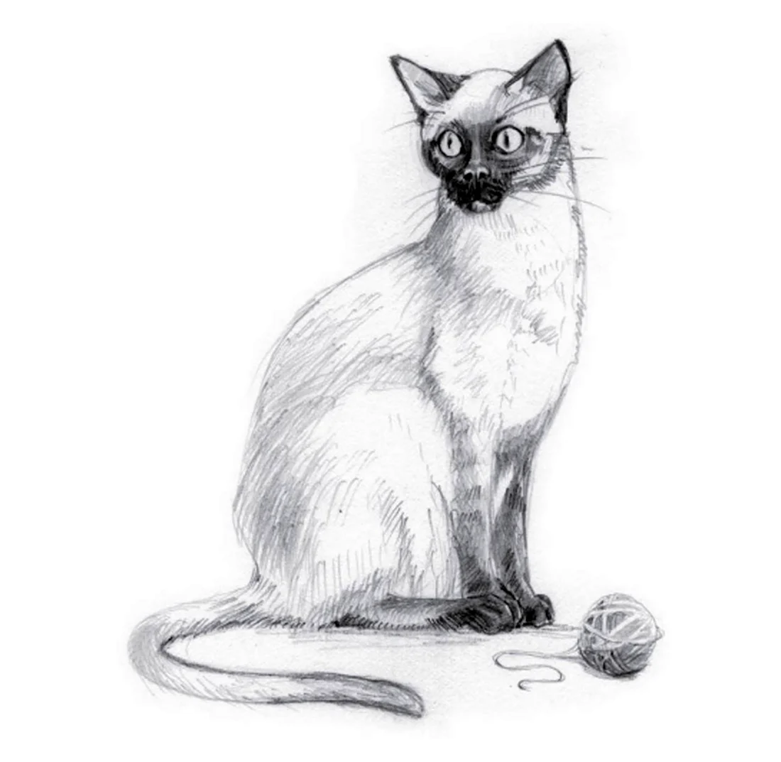 Сиамская кошка раскраска. Красивые картинки животных