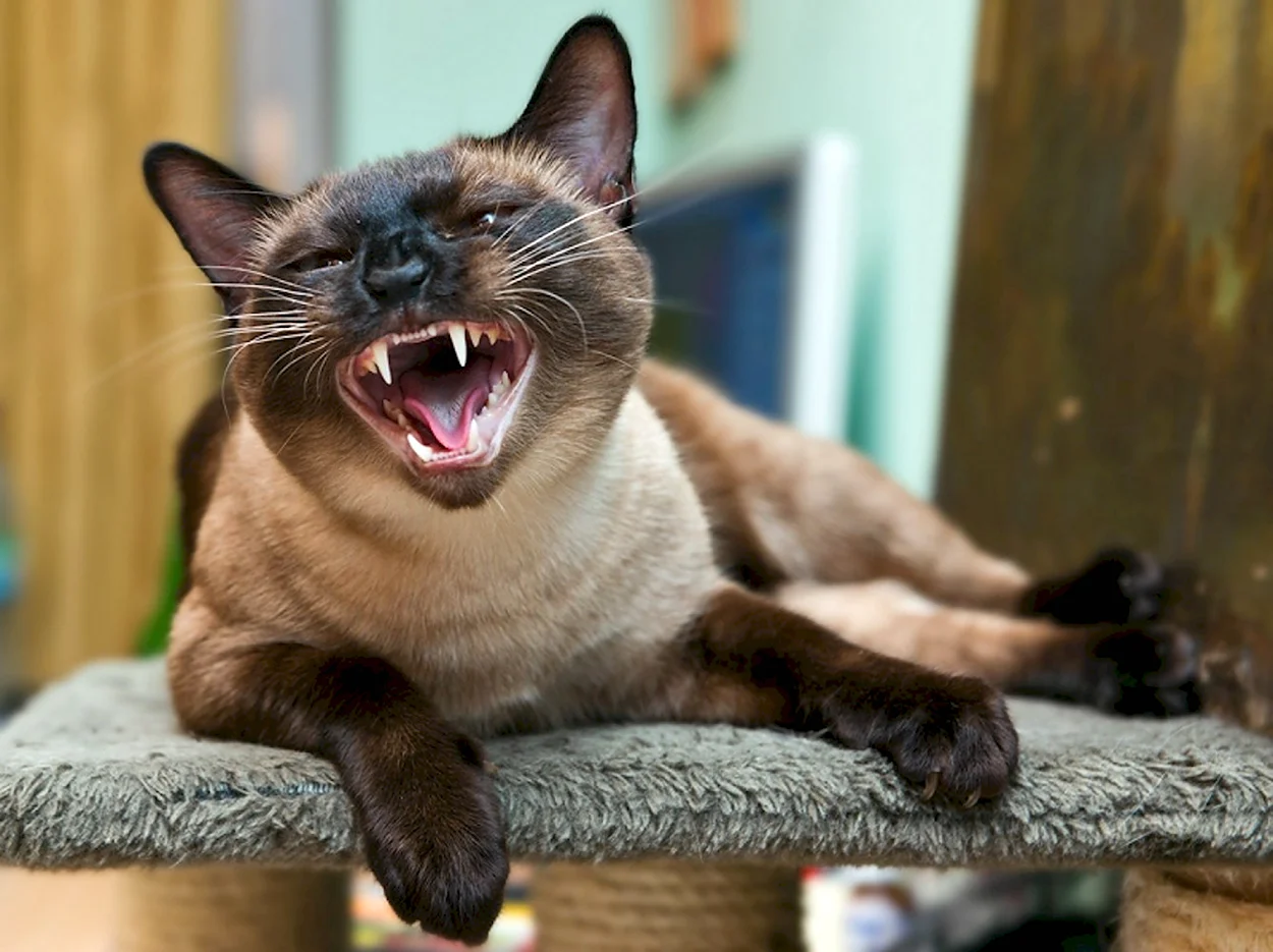 Сиамская кошка злая. Красивое животное