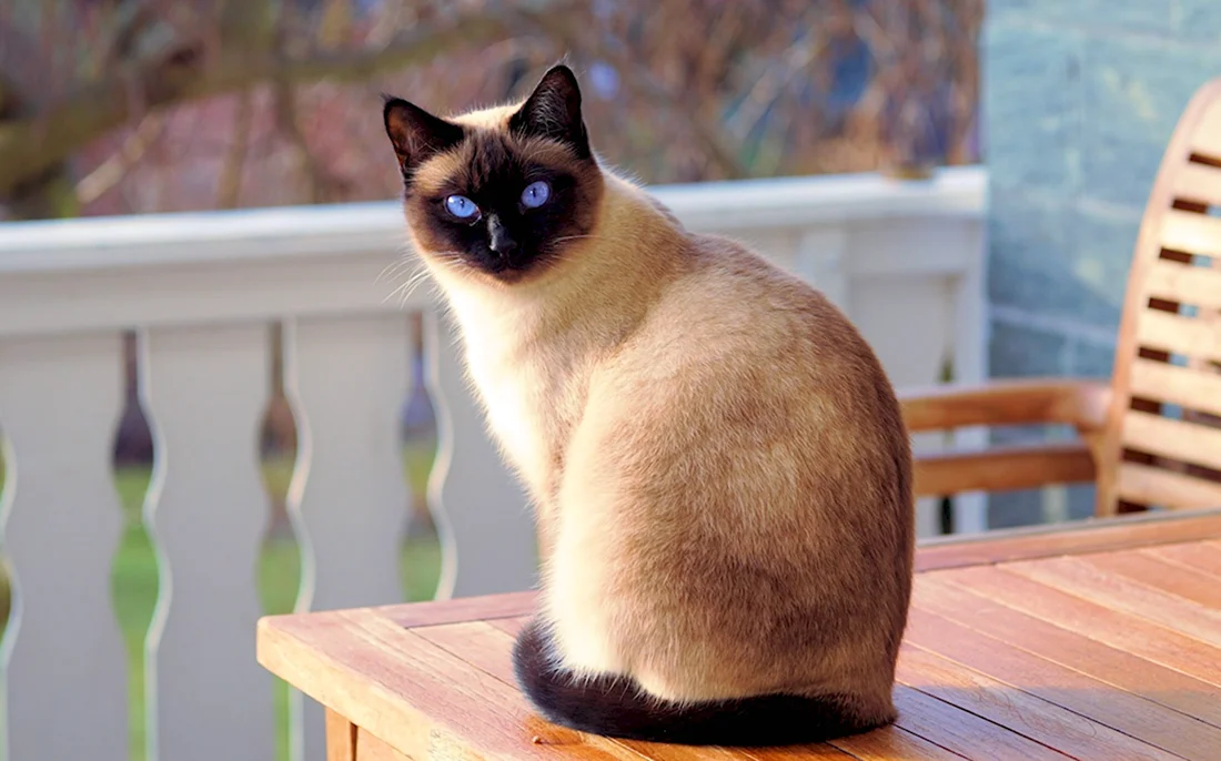Сиамская порода кошек. Красивые картинки животных