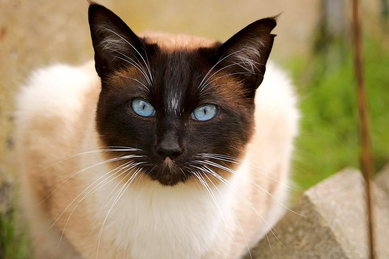 Сиамская порода кошек. Красивое животное