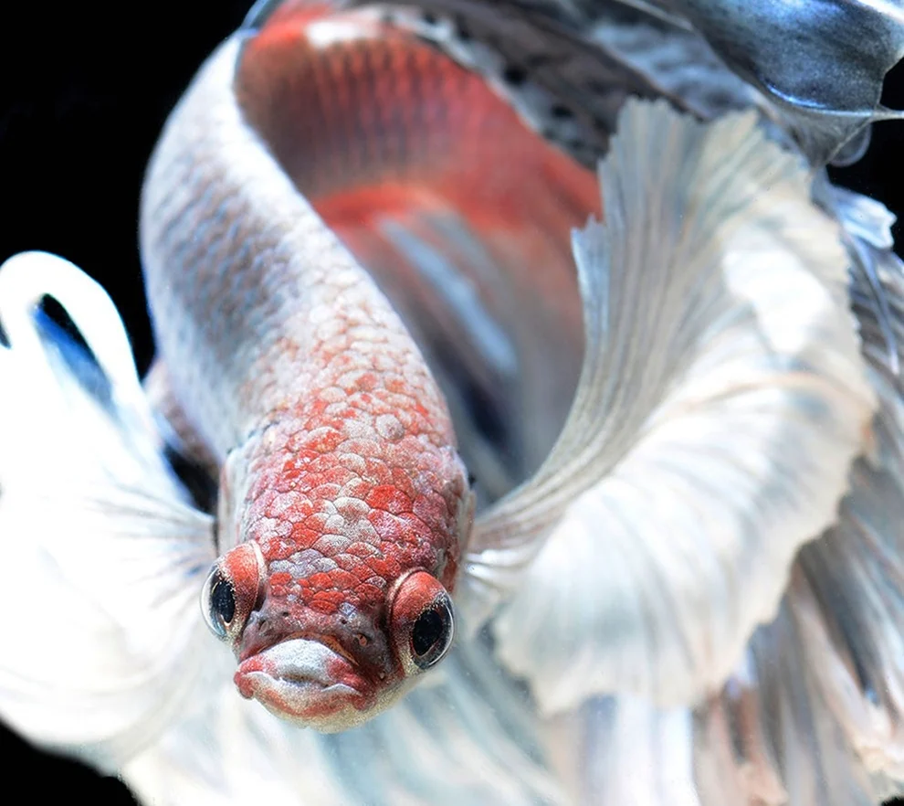 Сиамские бойцовские рыбки. Красивое животное